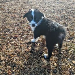 Miniature Australian Shepherd Puppies from Antelope Hill Aussies