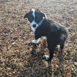 Miniature Australian Shepherd Puppies from Antelope Hill Aussies