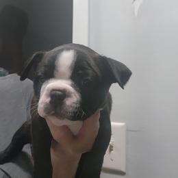 Stanley - Brindle male Companion Cross puppy in Fort Myers, Florida from Legends Frenchton's, French Bulldogs ,Boston Terriers, Reindeer chihuahuas & French Bullhuahua's