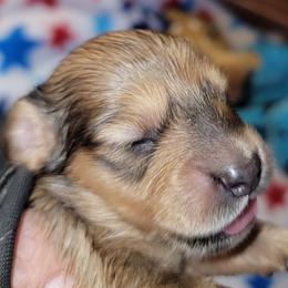 Astro - Sable male Dachshund puppy in Terlton, Oklahoma from CLARK'S BREEDING PROGRAM