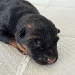 Girl 1 - Black and red female German Shepherd puppy in Perris, California from Aguilera's Puppies