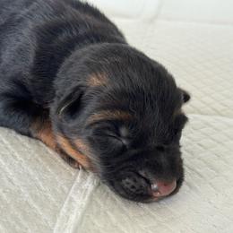 Girl 1 - Black and red female German Shepherd puppy in Perris, California from Aguilera's Puppies