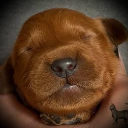 Third pick of the boys - Dark golden male Golden Retriever puppy in Fisher, Illinois from Aslan's Pride of Fidei Family Farms