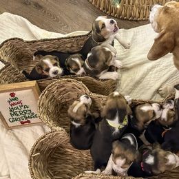 2nd choice - Black white and tan female Beagle puppy in Monticello, Georgia from Beaglelove