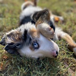 Miniature Australian Shepherds from Relph’s Mini Aussies