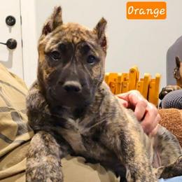 Orange Collar - Tiger female Perro de Presa Canario puppy in Pocahontas, Illinois from Cabeza Grande Kennel