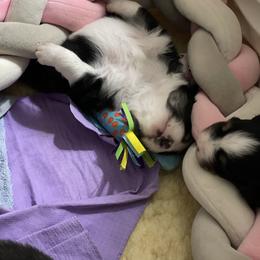 Australian Shepherd Puppies from Crystalbrook Aussies