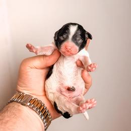 Lula - Parti female Goldendoodle puppy in Iola, Texas from Supreme Doodles of Texas