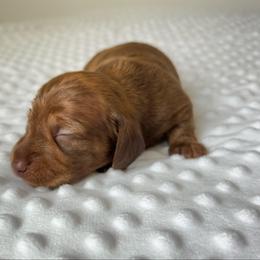 Chocolate Brindle male - Brindle male Dachshund puppy in Shelley, Idaho from Journey’s End Dachshunds