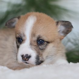 Biscuit - Red female Pembroke Welsh Corgi puppy in Morgantown, Pennsylvania from Goldstar Puppies (License Number 18519)