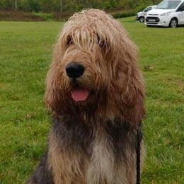 Ivanka - Otterhound