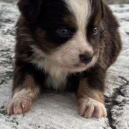 Tootsie - Red tri female Miniature Australian Shepherd puppy in Godley, Texas from Nana and Paws Aussies