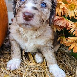 Ivy - Aussiedoodle puppy from Doodle Mountain