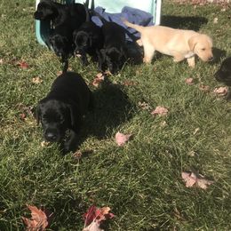 Labrador Retriever Puppies from Whispering Creek British labs LLC