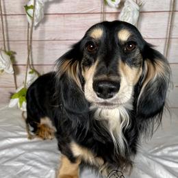 Dachshund All Grown Up from Lil Beanie Weenies Dachshunds