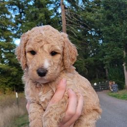 Aussiedoodle and Poodle Puppies from Aussiedoodles by Maggie