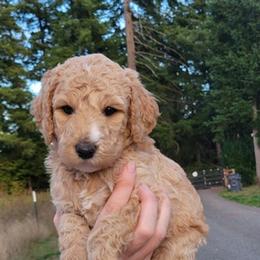 Aussiedoodle and Poodle Puppies from Aussiedoodles by Maggie