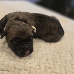 White Collar - Fawn male Cane Corso puppy in Granbury, Texas from La Muerte Corso Kennel