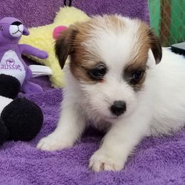 Russell Terrier Puppies from Hearthrob Haven