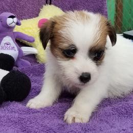 Russell Terrier Puppies from Hearthrob Haven