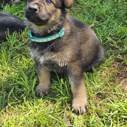 German Shepherd Puppies from Von Thomson Haus