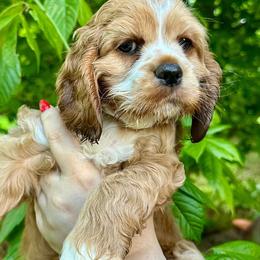 Cocker Spaniel Puppies from Mable meadows Cockers