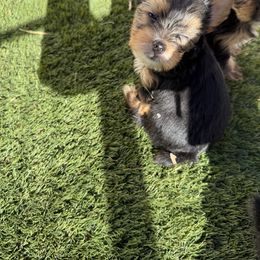 Biewer Terrier, Cavapoo, Cockapoo, Goldendoodle, Poodle, and Yorkshire Terrier Puppies from Pucci Pawfect