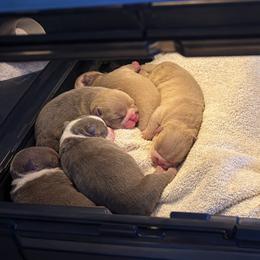 Boy 2 - Chocolate tri-color male Bulldog puppy in Bell Gardens, California from G bulldogs