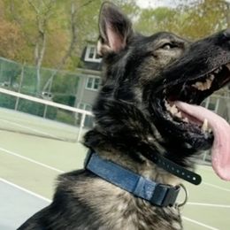 Scout - German Shepherd