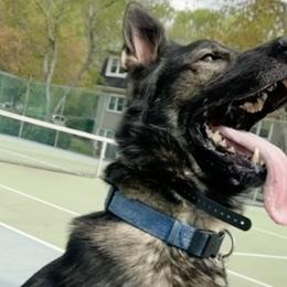 Scout - German Shepherd