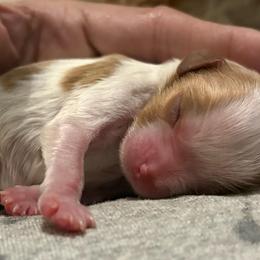 Leo - Blenheim male Cavalier King Charles Spaniel puppy in Walterboro, South Carolina from Puddlejumpers