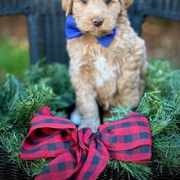 Blue Collar Boy - Caramel male Australian Labradoodle puppy in Wake Forest, North Carolina from Lucky Country Labradoodles