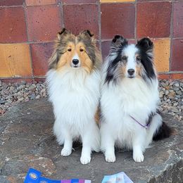 Shetland Sheepdogs from Wysteria Mist Shetland Sheepdogs
