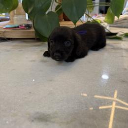 Purple Collar - Black male Dachshund puppy in Apopka, Florida from The HotDog Stand