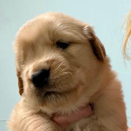 Manny - Golden male Golden Retriever puppy in Saint Pauls, North Carolina from Copperfield’s Goldens