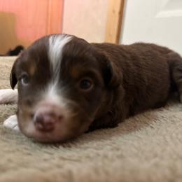 RTM - Red tri male Miniature Australian Shepherd puppy in Shepherd, Montana from Beartooth Mountain Minis