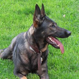 Inge - German Shepherd