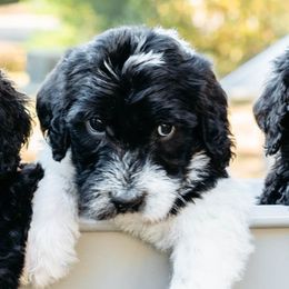 Double Doodle and Labradoodle Puppies from Delightfully Double Doodles