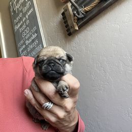 Girl 4 - Fawn female Pug puppy in Chino Valley, Arizona from Blecker Kennel