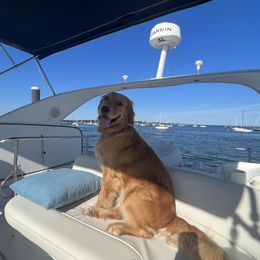 Cali - Golden Retriever
