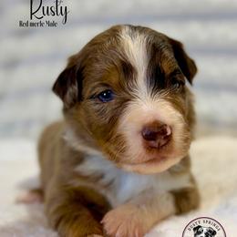 Rusty - Red merle male Miniature Australian Shepherd puppy in East Berlin, Pennsylvania from Dusty Spring Australian Shepherds, LLC