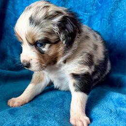 Blue collar - Blue merle male Aussiedoodle puppy in 32046, Florida from River Hill Ranch