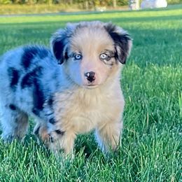 Australian Shepherd Puppies from Pilcher Farms