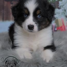 Atlas - Black tri-color male Australian Shepherd puppy in Fultonville, New York from Sandy Aussies & Pomeranians