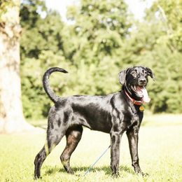 Golden Retrievers from Taylor Made Retrievers