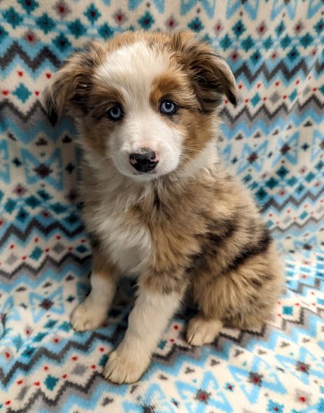 Sis' Doodles & Poodles in Missouri | Australian Shepherd, Bernedoodle ...