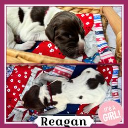 Reagan - Liver roan female German Shorthaired Pointer puppy in Spotsylvania Courthouse, Virginia from Ambitious Acres Kennels