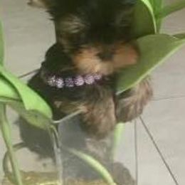 Yorkshire Terriers from Stan's Yorkshire Terriers