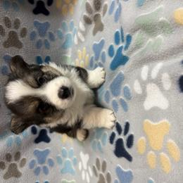 Pembroke Welsh Corgi Puppies from LTT Corgis