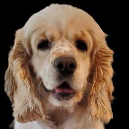 Paislee - Cocker Spaniel